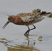Bécasseau cocorli