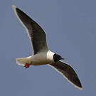 Mouette pygmée