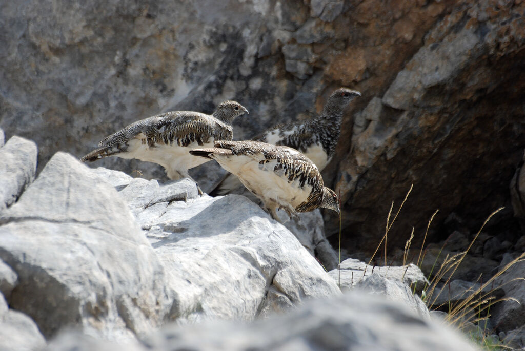 Lagopède alpin, identification