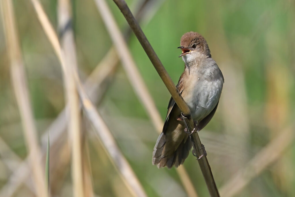 Savi's Warbler male adult breeding, identification
