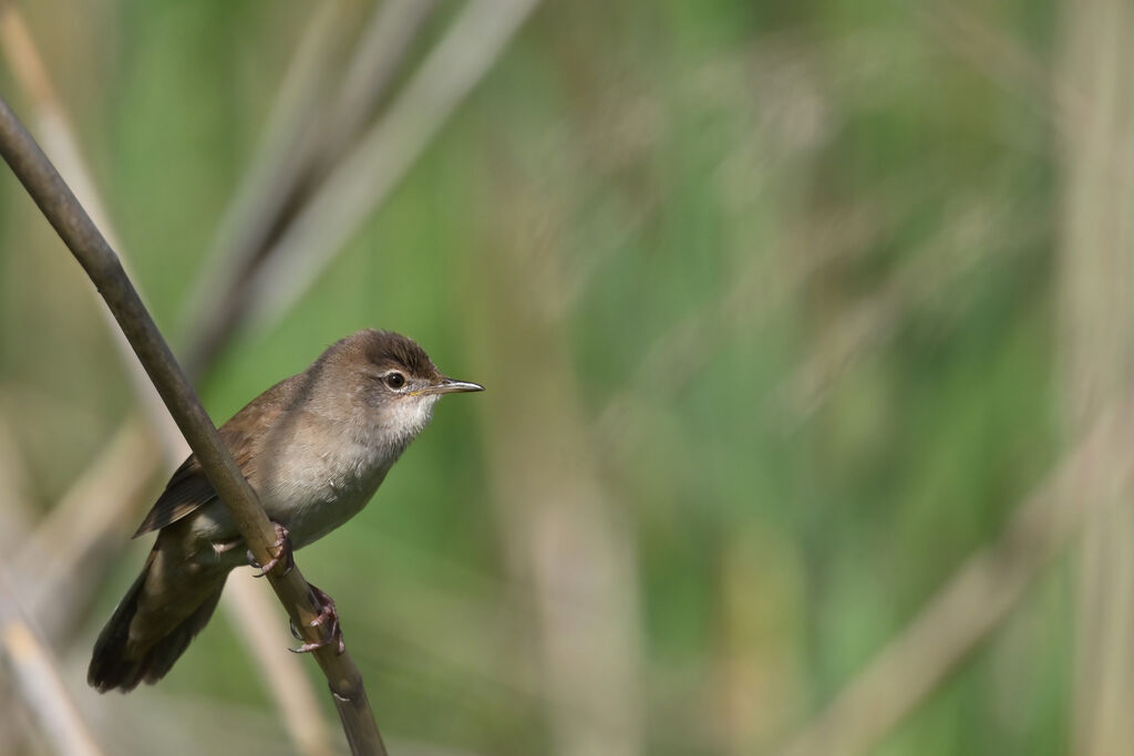 Savi's Warbler male adult breeding, identification