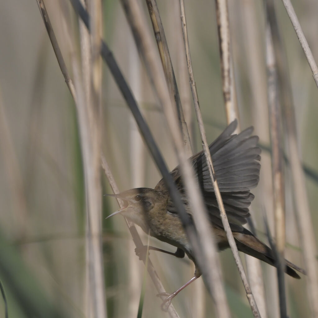 Common Grasshopper Warbler male adult, Flight