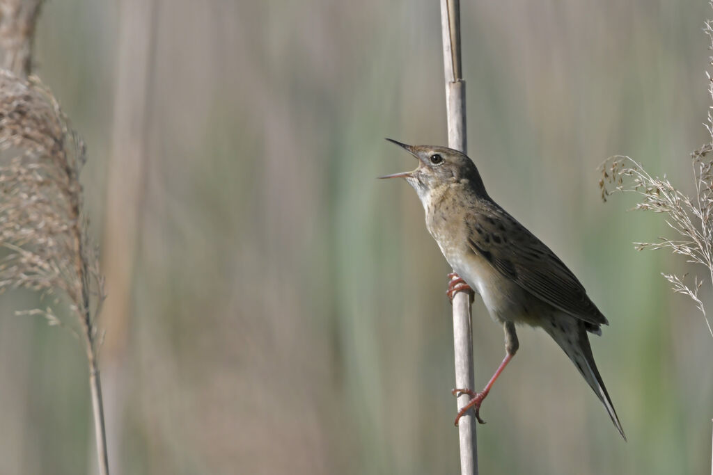 Common Grasshopper Warbler male adult, identification