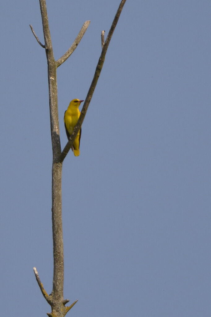 Eurasian Golden Oriole male adult