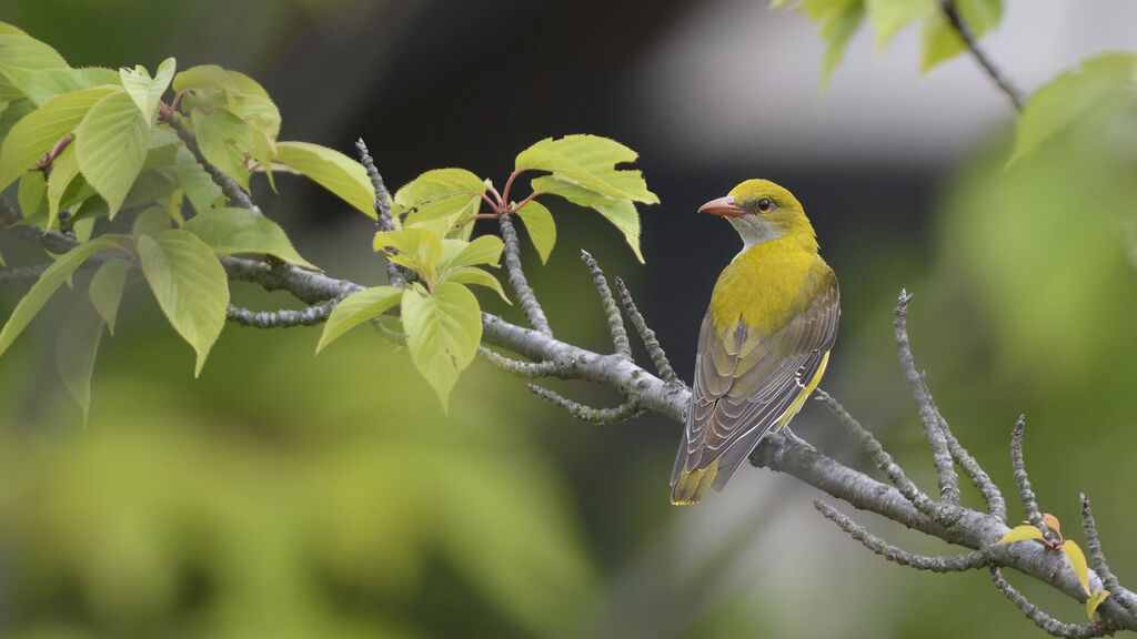 Eurasian Golden Oriole female adult, identification