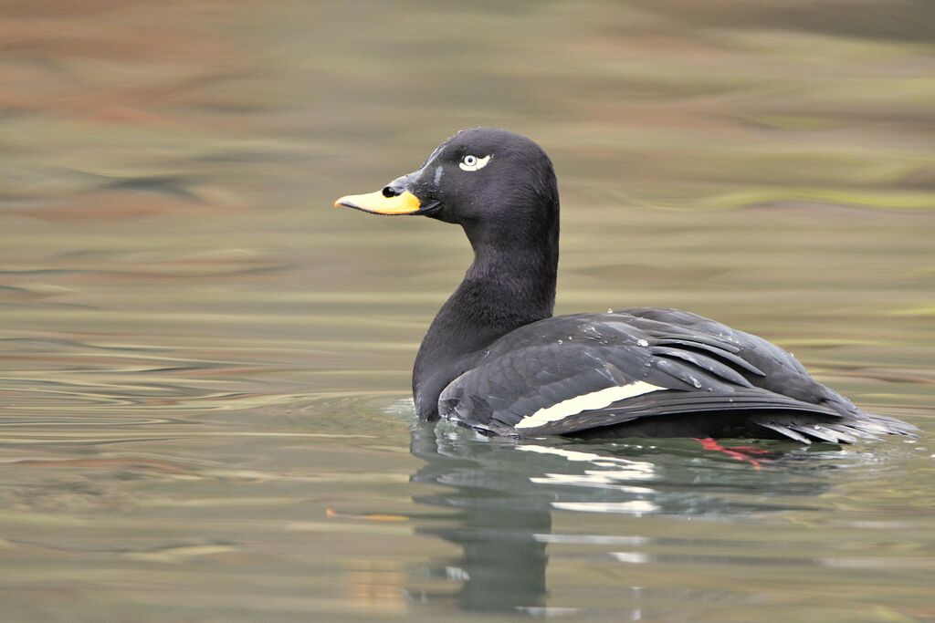 Macreuse brune mâle adulte, identification, nage