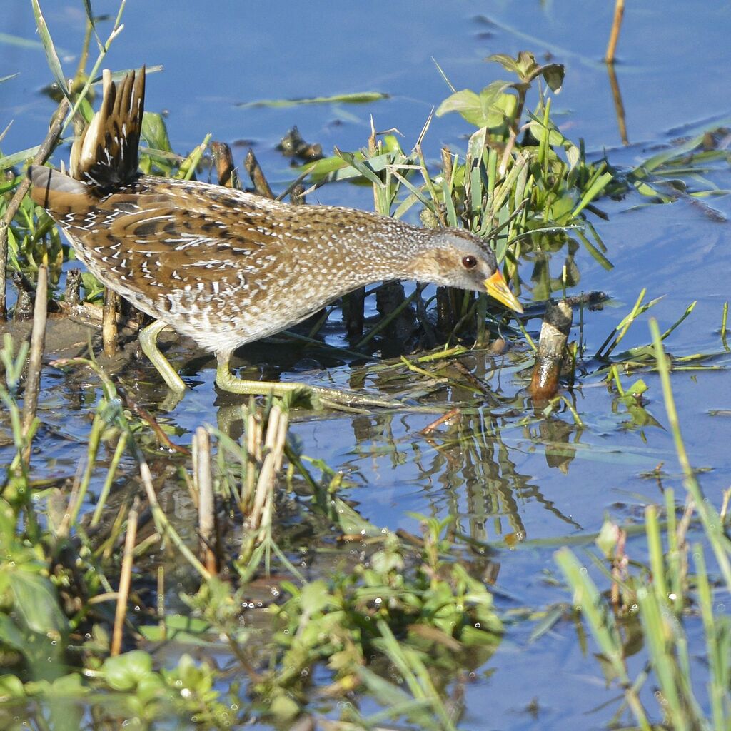 Spotted Crake