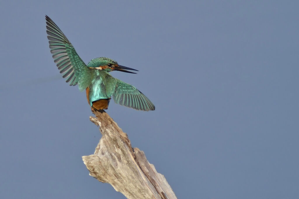 Common Kingfisher