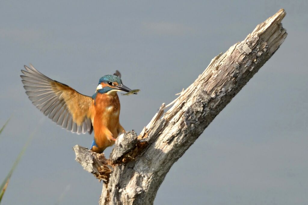Common Kingfisher, feeding habits