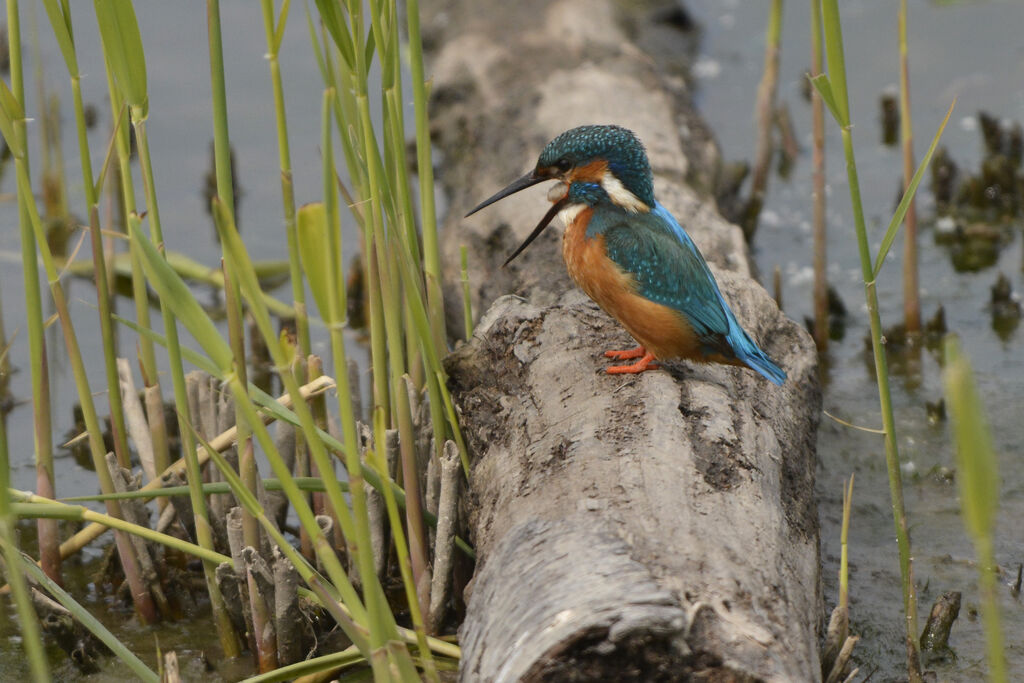 Common Kingfisher male adult, Behaviour