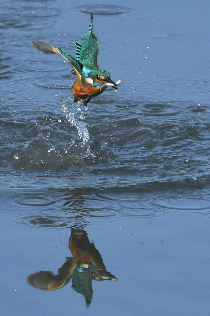 Common Kingfisher, fishing/hunting