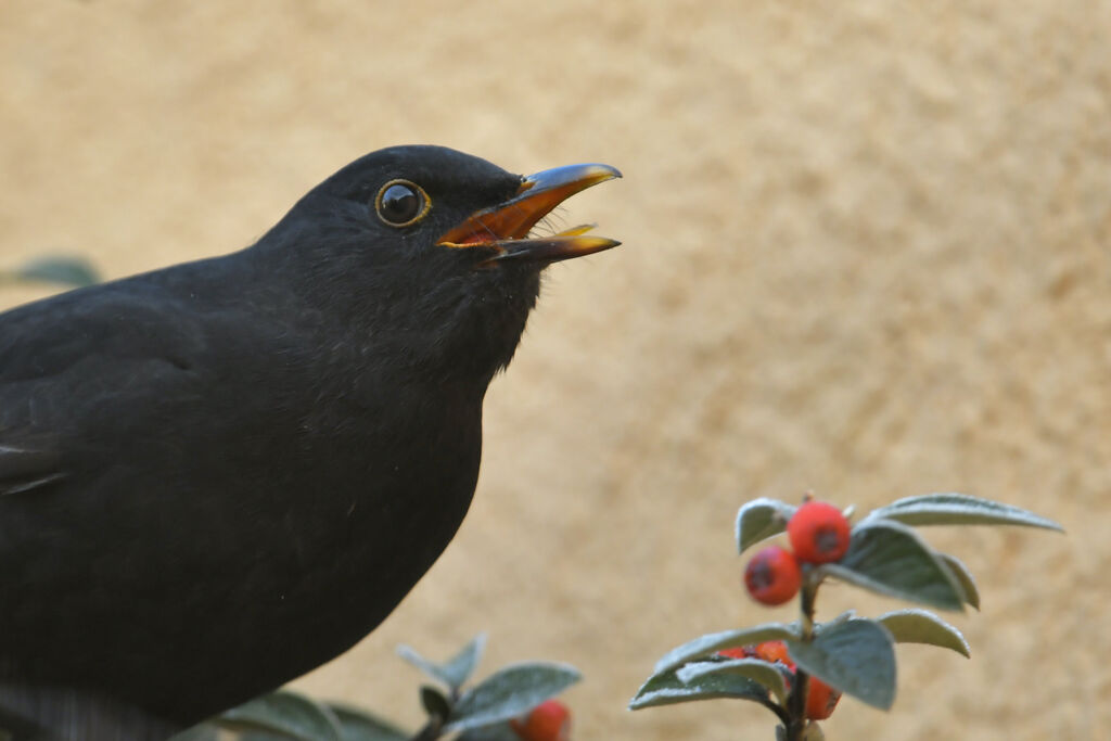 Common Blackbird male First year, close-up portrait