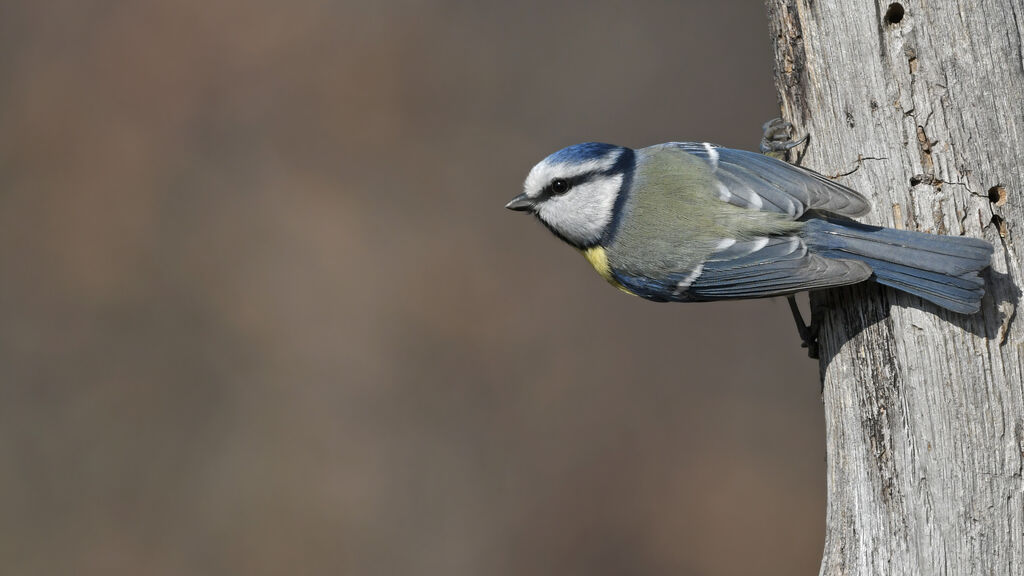 Mésange bleueadulte, identification