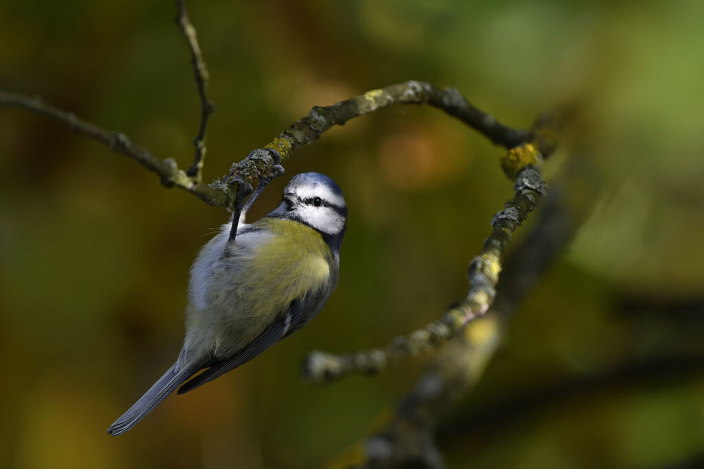 Eurasian Blue Titadult, identification