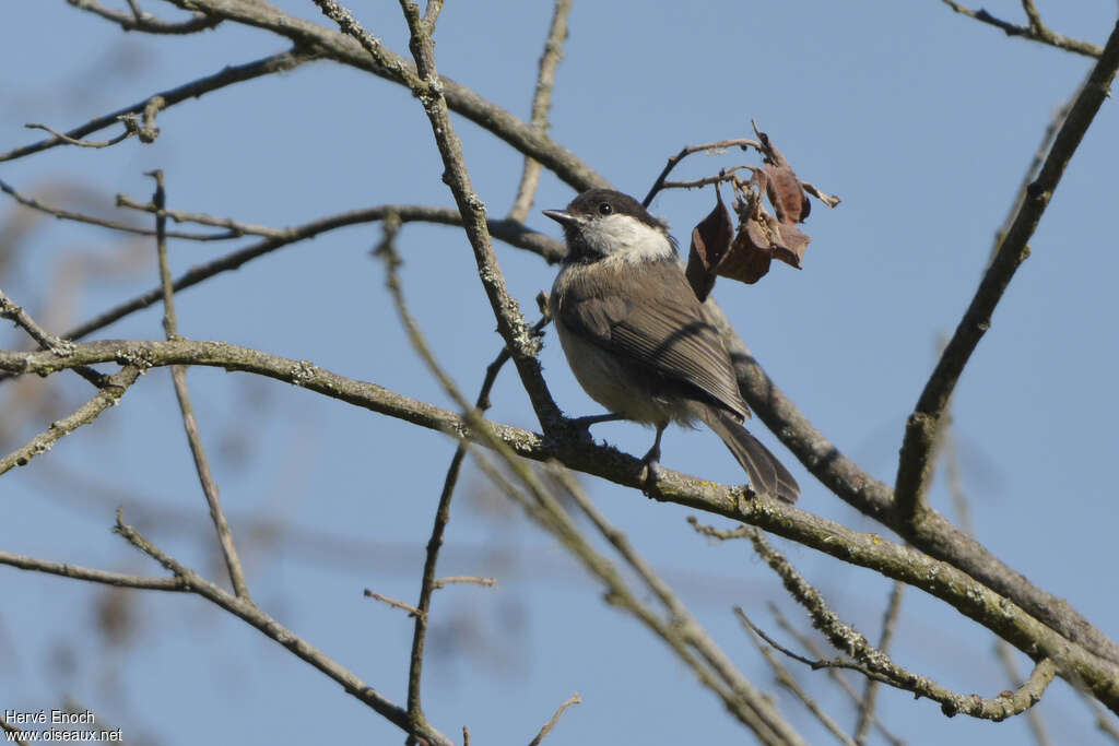 Mésange boréale, habitat