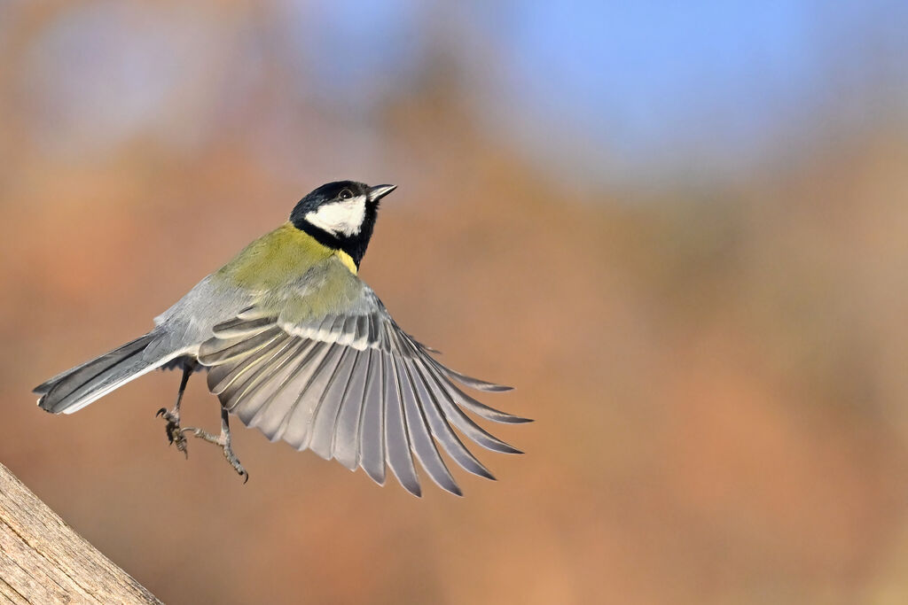 Great Titadult, Flight