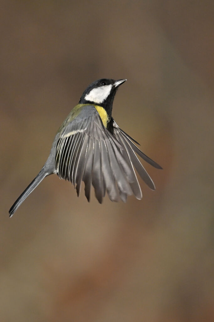 Great Titadult, Flight