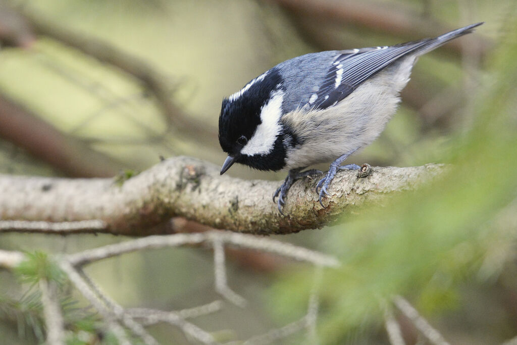 Mésange noireadulte, identification