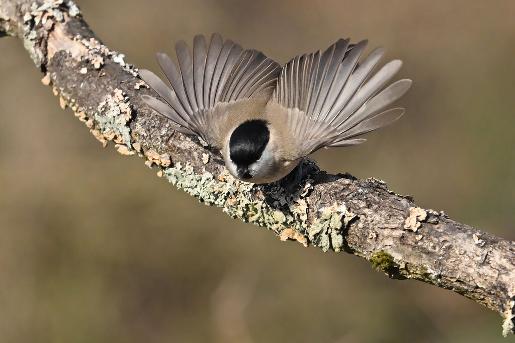 Mésange nonnetteadulte, Vol