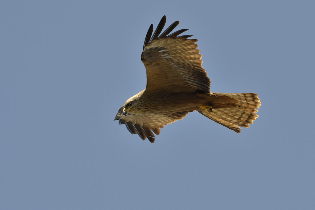 Black Kite, Flight