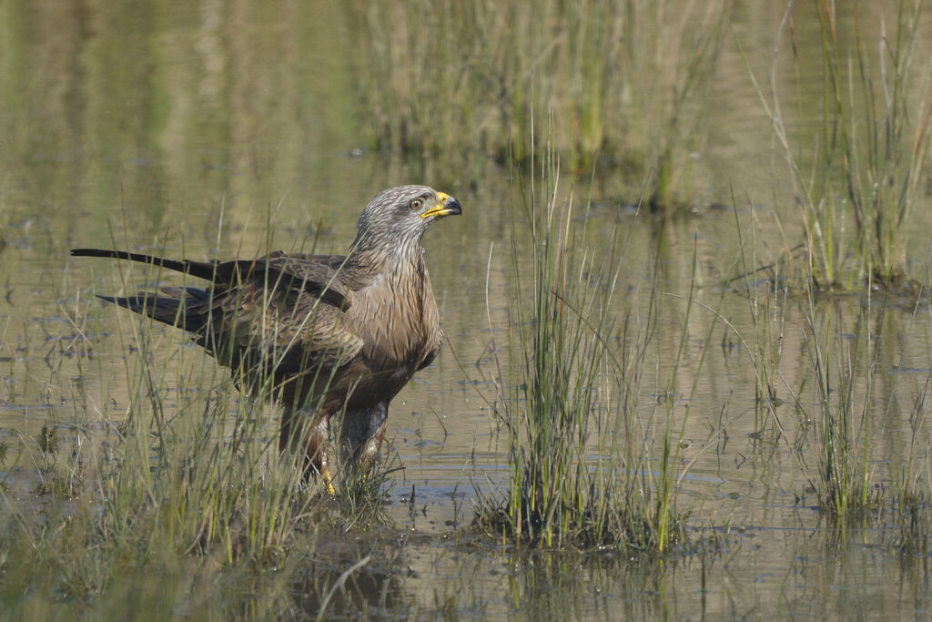 Black Kiteadult, identification