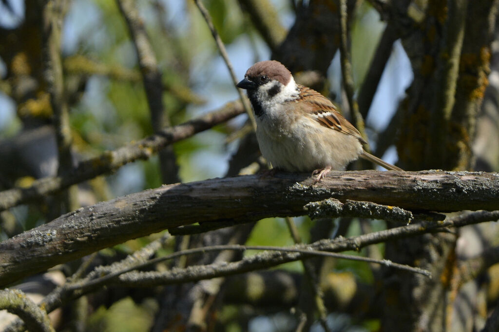 Moineau friquetadulte, identification