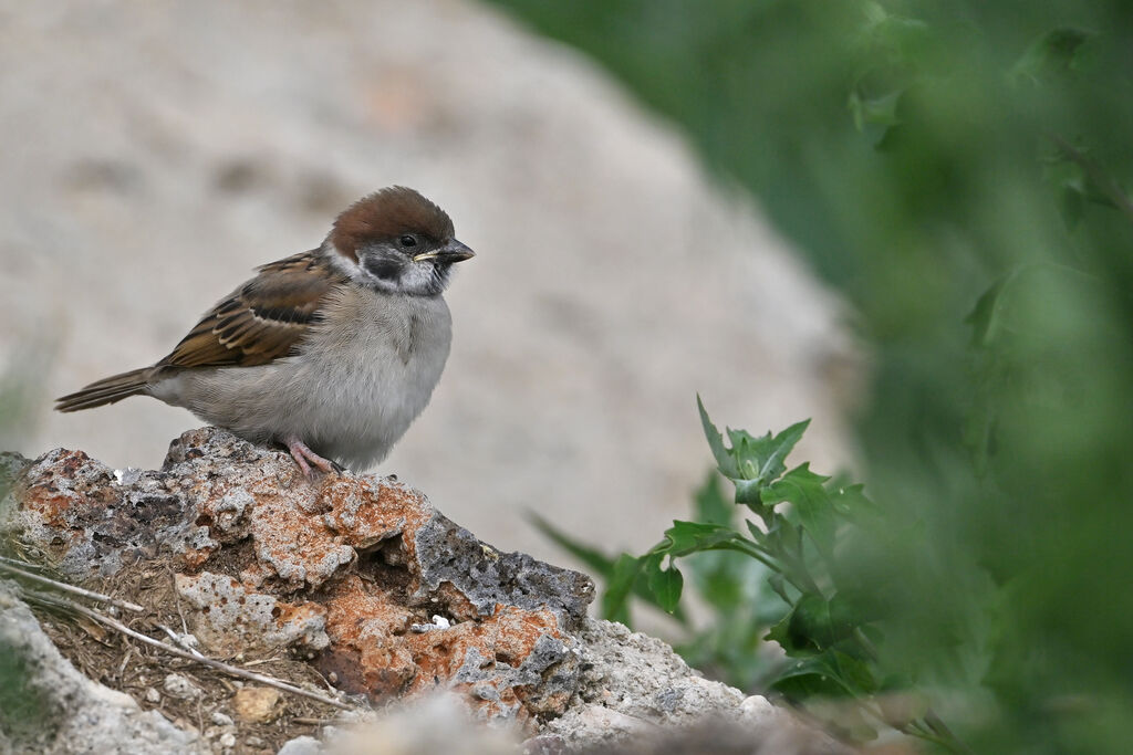 Eurasian Tree Sparrowjuvenile, identification