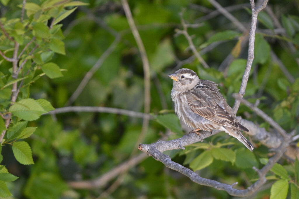 Moineau soulcieadulte, identification