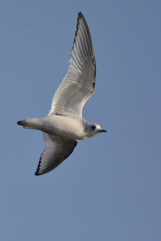 Mouette de Ross2ème année, Vol