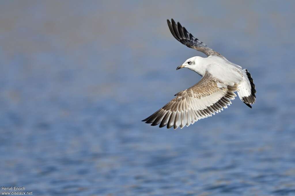 Mouette mélanocéphale2ème année, identification
