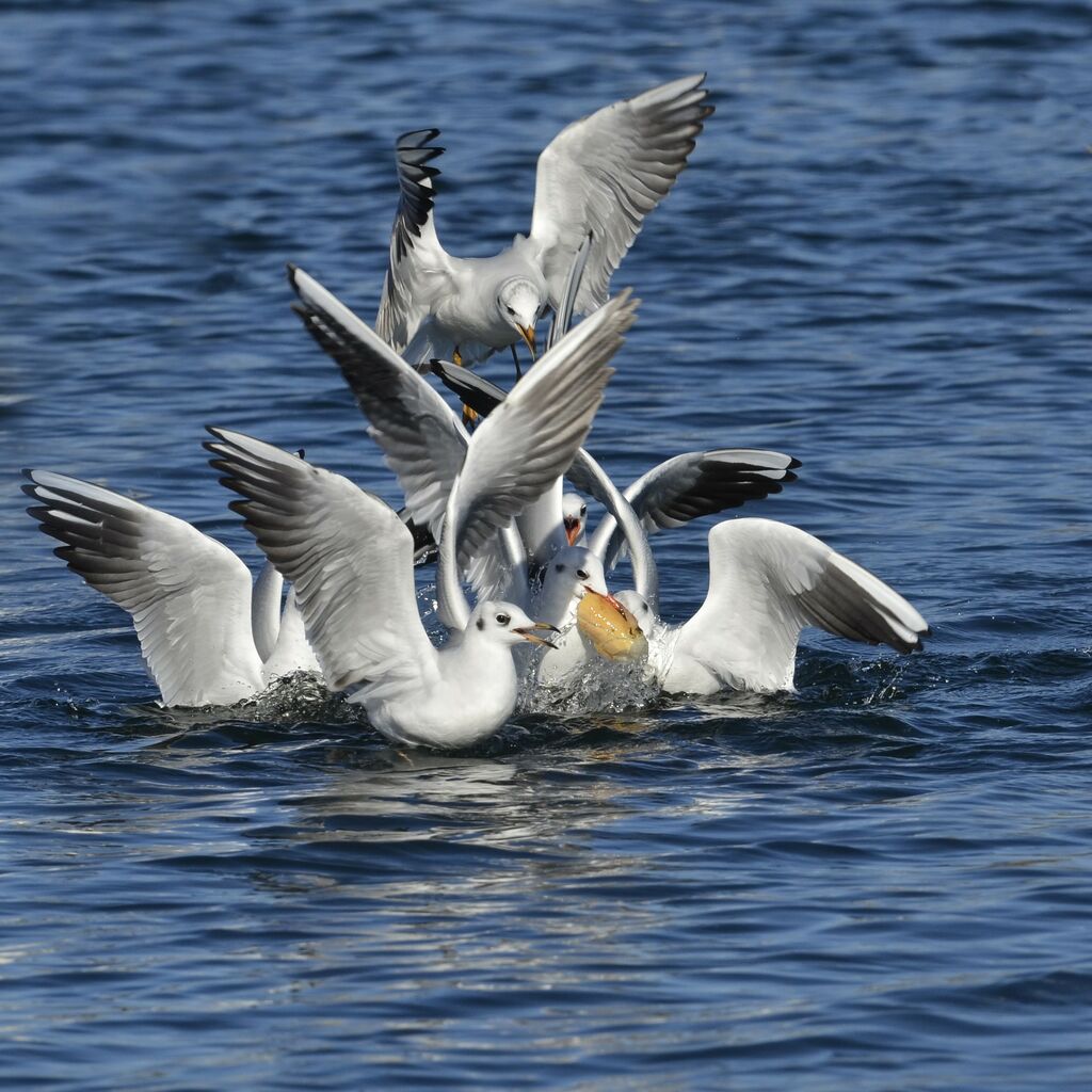 Mouette rieuse