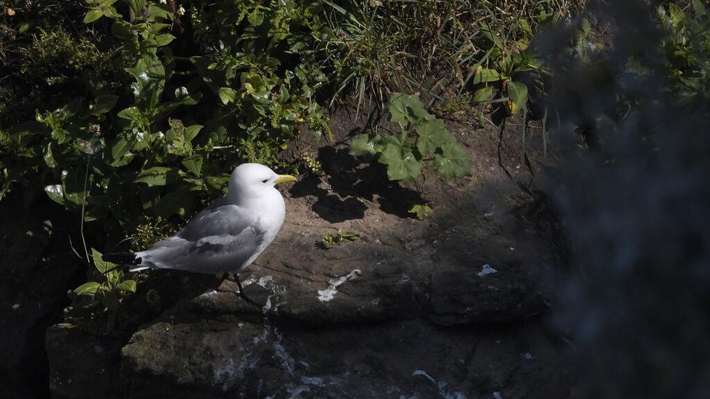 Mouette tridactyleadulte, identification