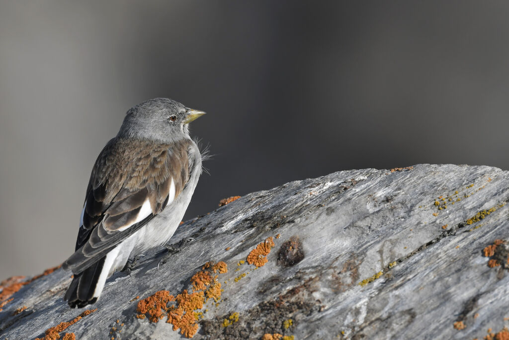 White-winged Snowfinchadult