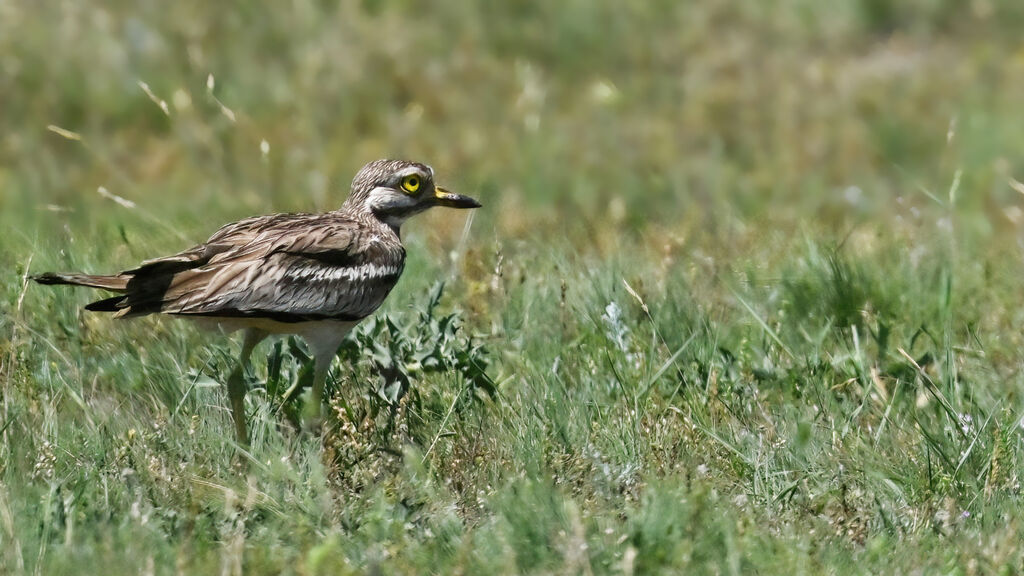 Eurasian Stone-curlewadult, identification