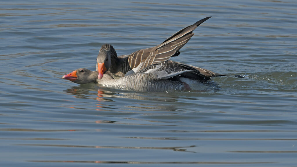 Greylag Gooseadult breeding, mating.