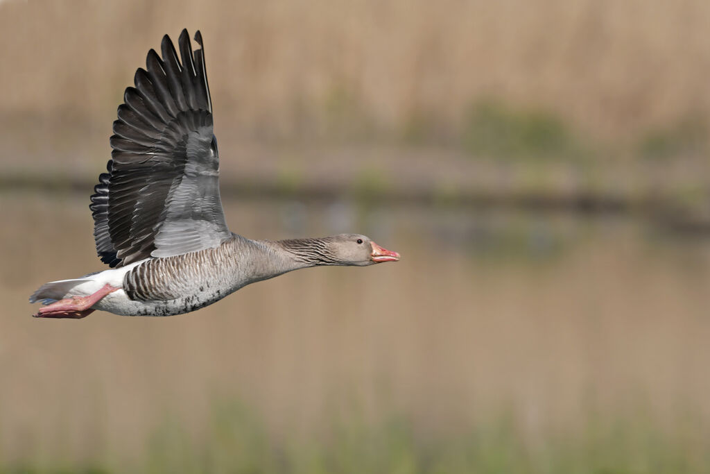 Greylag Gooseadult, Flight