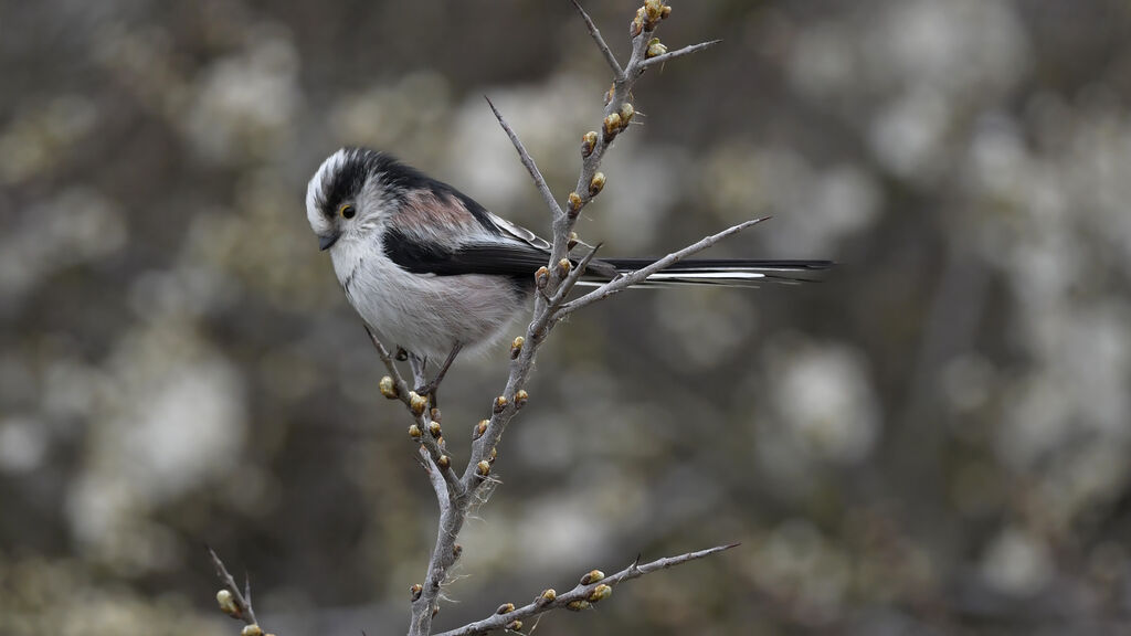 Long-tailed Titadult, identification