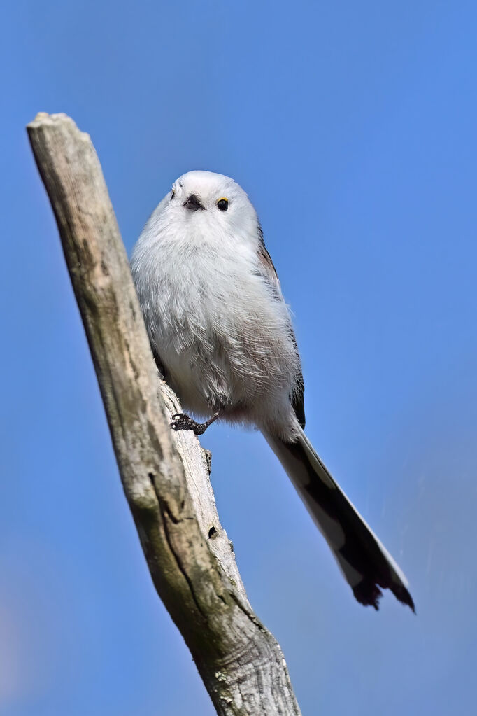 Orite à longue queue - Mésange à longue queue<br />adulte, identification