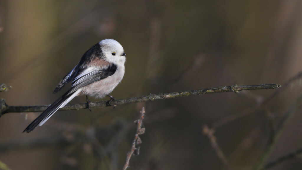 Long-tailed Titadult, pigmentation