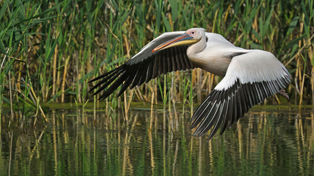 Great White Pelicanadult, identification