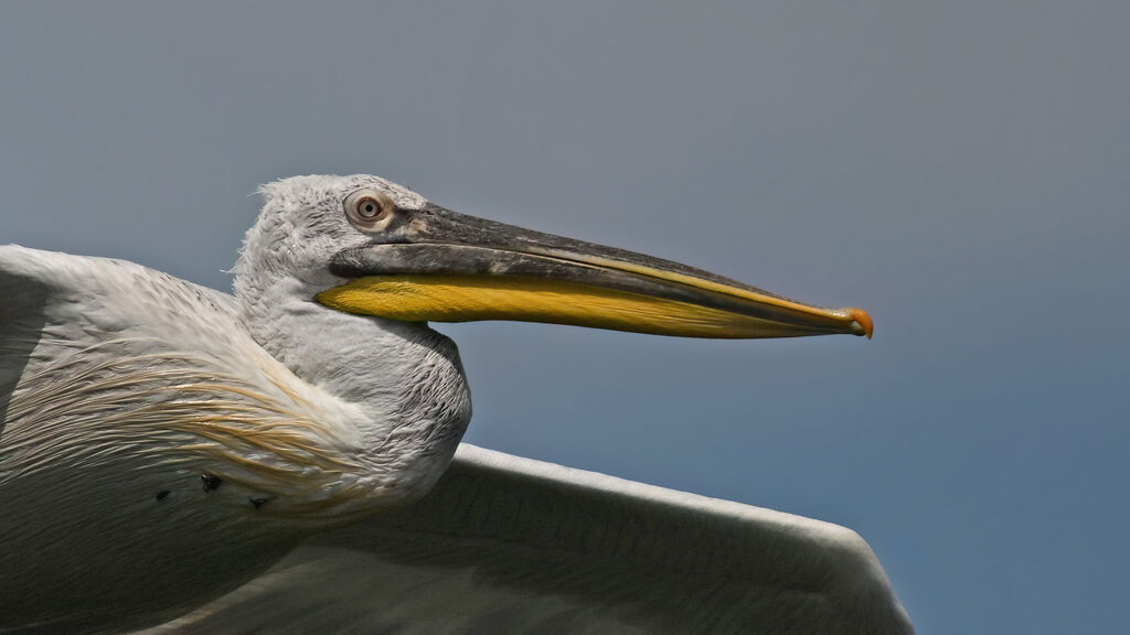 Dalmatian Pelicanadult post breeding, close-up portrait