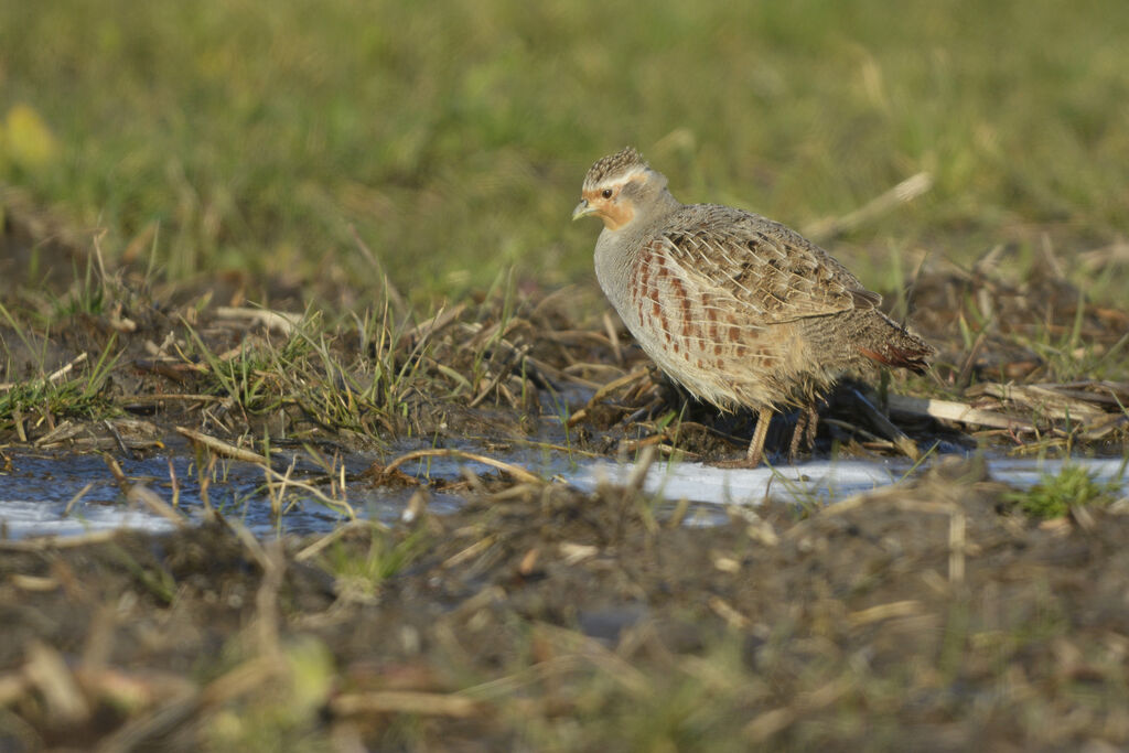 Perdrix grise femelle adulte, identification