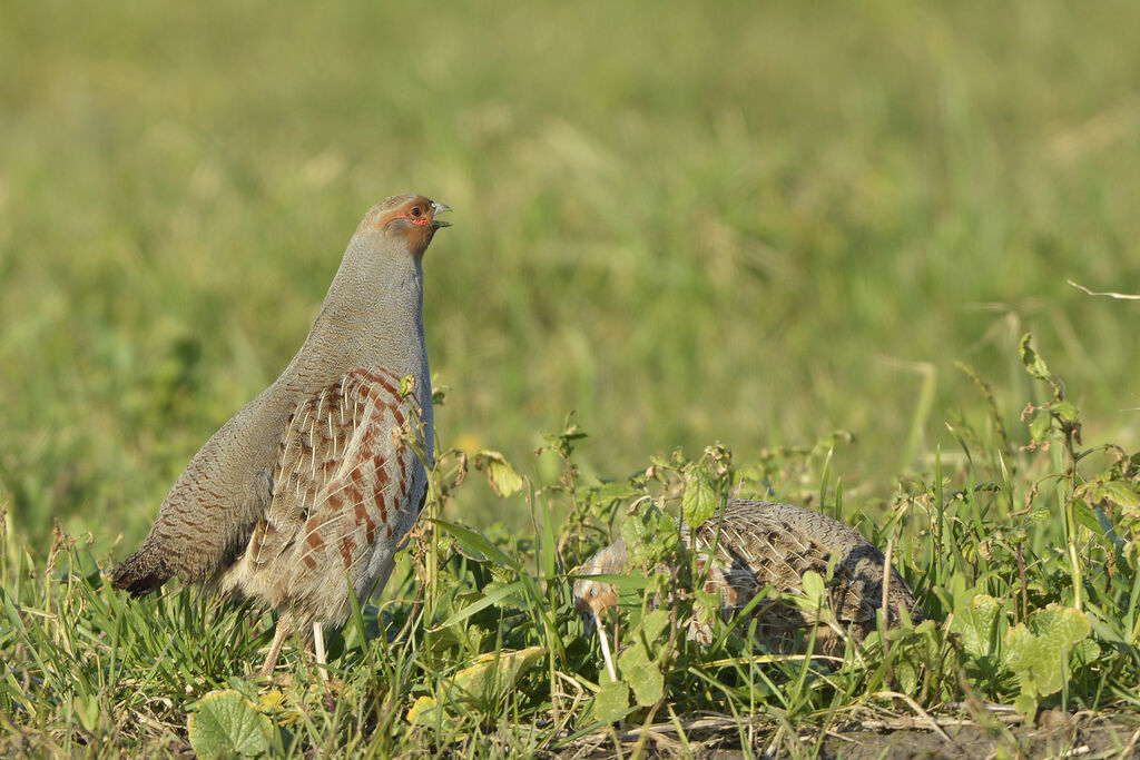 Perdrix grise mâle adulte, identification, chant
