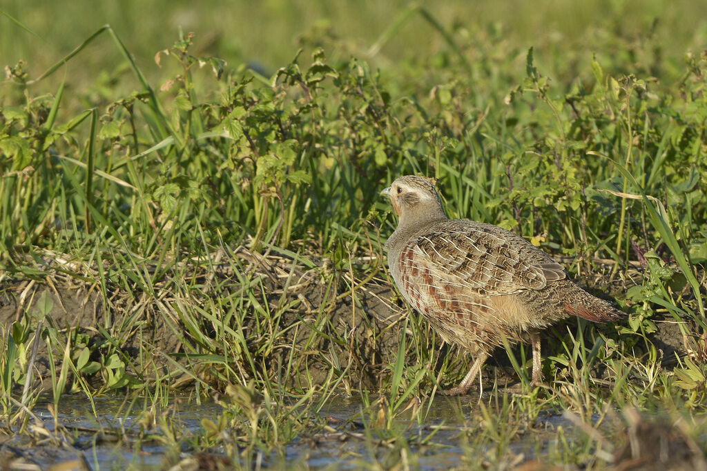 Perdrix grise femelle adulte, identification