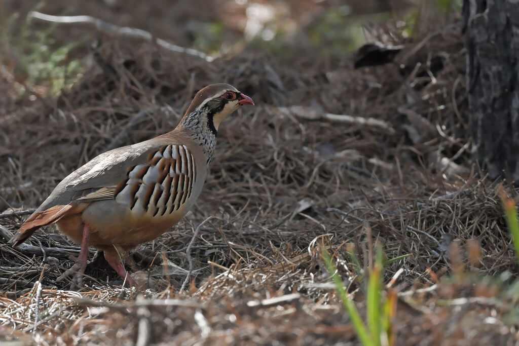 Perdrix rougeadulte, identification