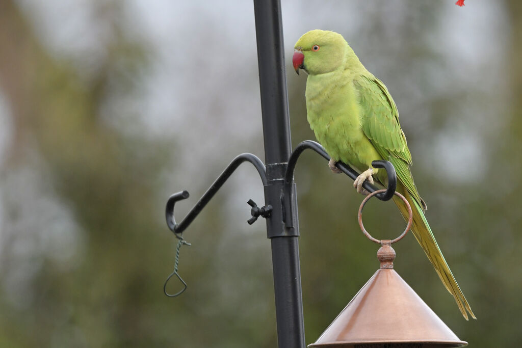 Rose-ringed Parakeet female adult