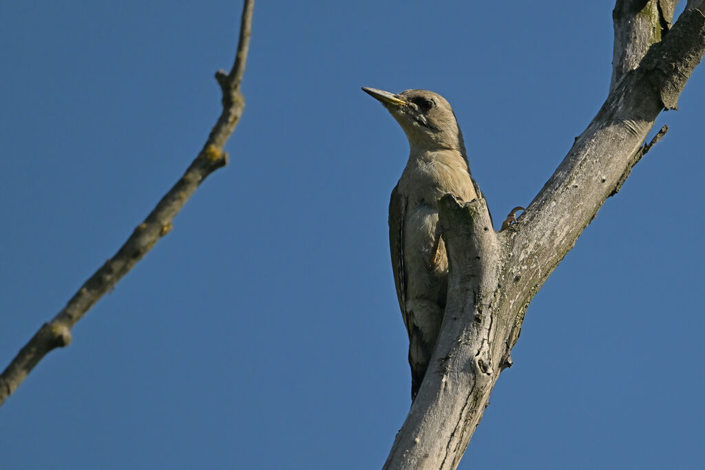 Grey-headed Woodpecker female adult, identification