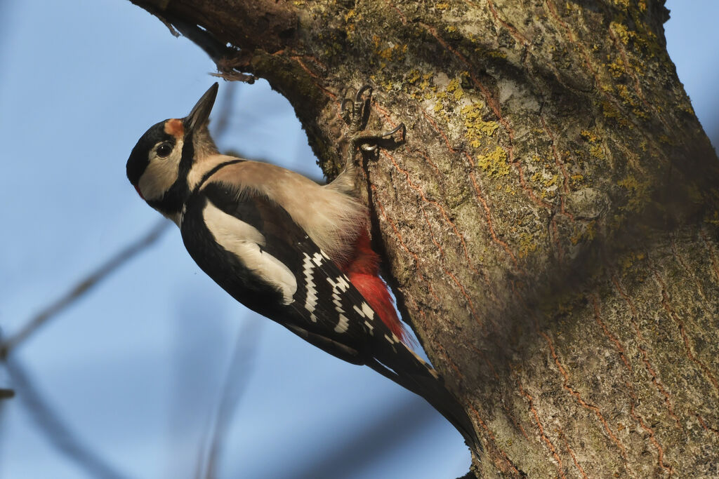 Pic épeiche mâle adulte, identification