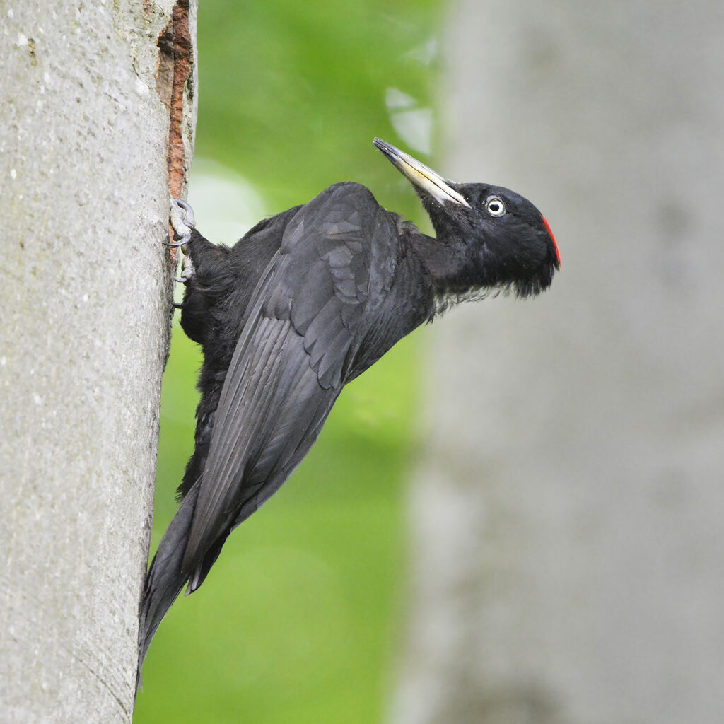 Pic noir femelle adulte, identification