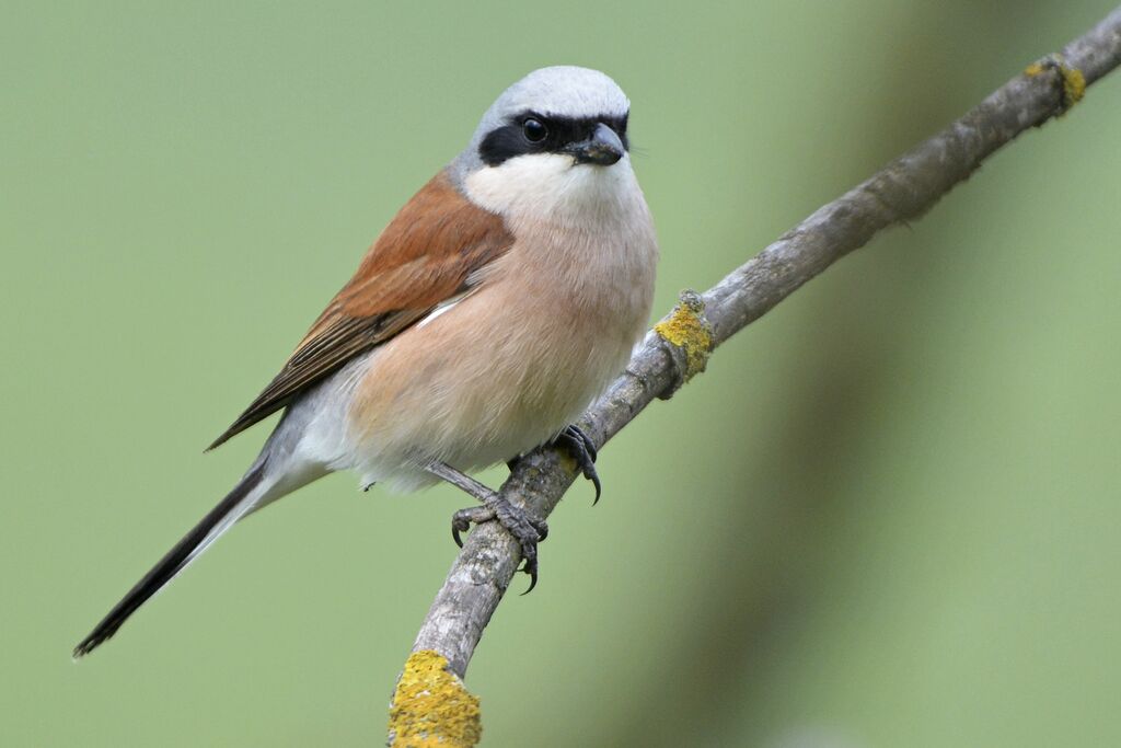 Red-backed Shrike male adult, identification